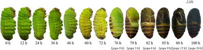 Tyrosine Hydroxylase and DOPA Decarboxylase Are Associated With Pupal Melanization During Larval–Pupal Transformation in Antheraea pernyi